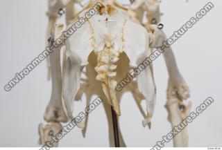 Photo Textures of Hen Skeleton